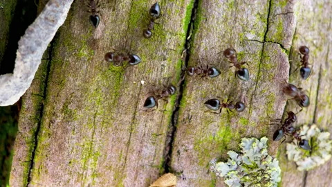Macro of intelligent Ants working on Tree 4K Video stock 131771176