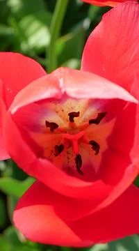 Macro Interior of Red Tulip Stock Photos