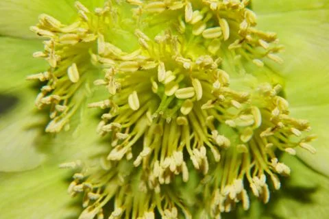 Macro of internal structure of flower hellebore with pistils and stamens Stock Photos