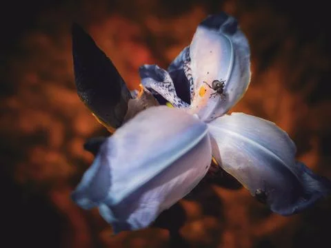 Macro of iris flower with insects and soft dramatic lighting on dark background Stock Photos