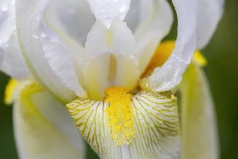 Macro of an iris flower. Stock Photos
