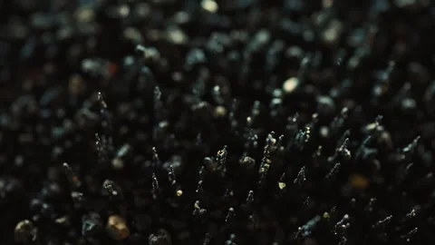Macro Iron Dust Spikes Rising With Magnetic Field Stock Footage 318239192