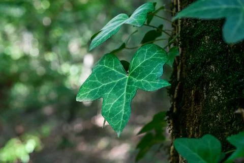 Macro ivy leaf with visible veins against moss bark Stock Photos