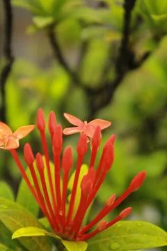 Macro Ixora Flower Bloom Stock Photos