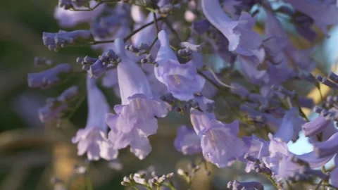Macro jacaranda flowers with delicate purple petals create premium botanical Stock Footage 335653592