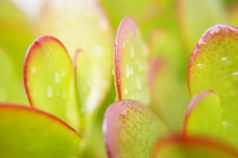 Macro jade plant 스톡 사진