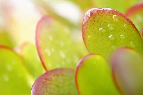 Macro jade plant 스톡 사진