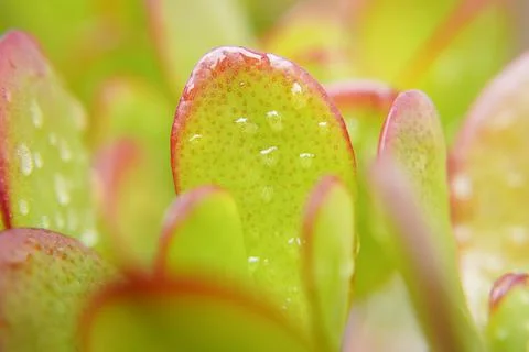 Macro jade plant 스톡 사진