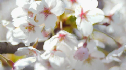 Macro Japanese Cherry Blossums, Soft Focus, Moving Camera Stock Footage 37273130