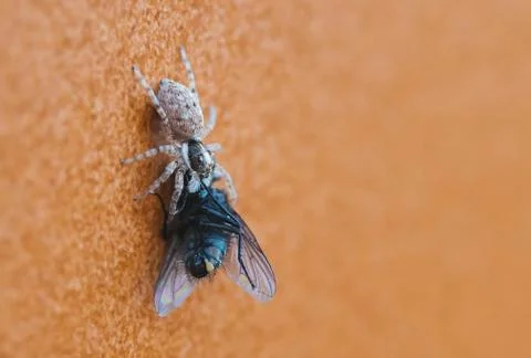 Macro jumping spider caught a fly Stock Photos