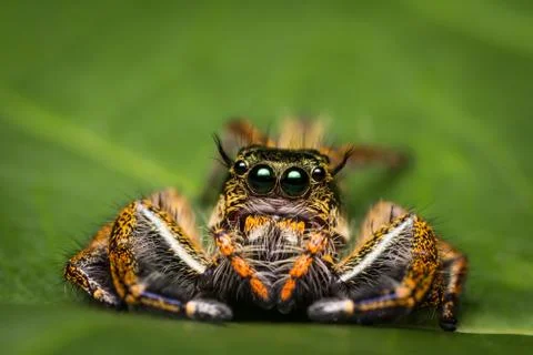 Macro of jumping spider on green leaf. Stock Photos
