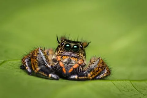 Macro of jumping spider on green leaf. Stock Photos