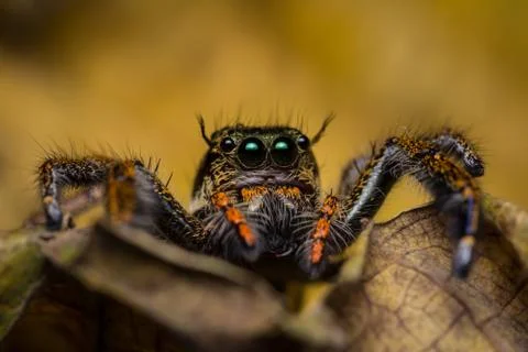 Macro of jumping spider. Stock Photos