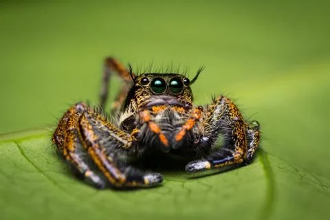 Macro of jumping spider. Stock Photos