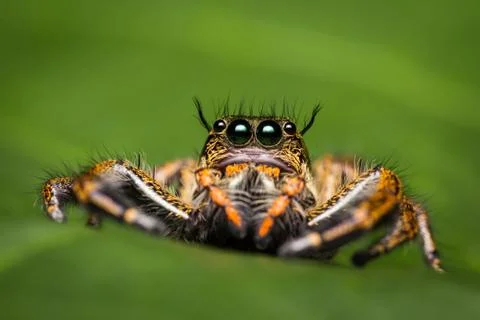 Macro of jumping spider. Stock Photos