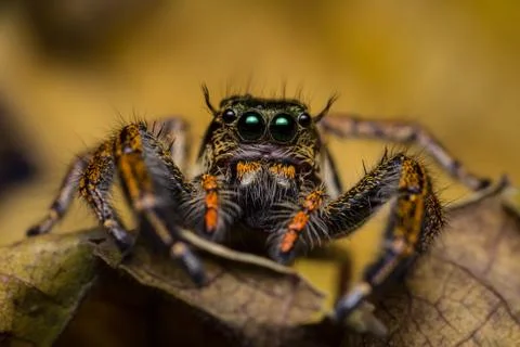 Macro of jumping spider. Foto stock
