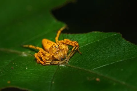 Macro Jumping Spider Stock Photos