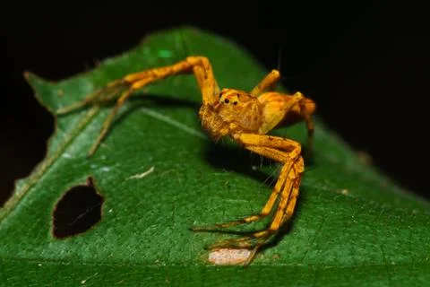 Macro Jumping Spider Stock Photos