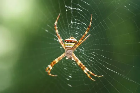 Macro Jumping Spider Stock Photos