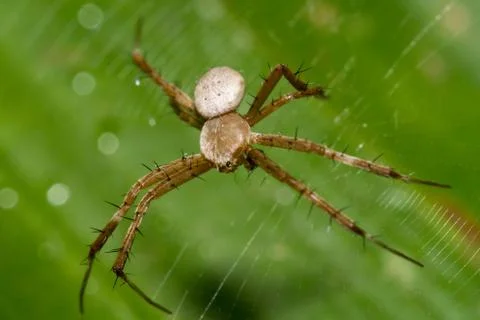 Macro Jumping Spider Stock Photos