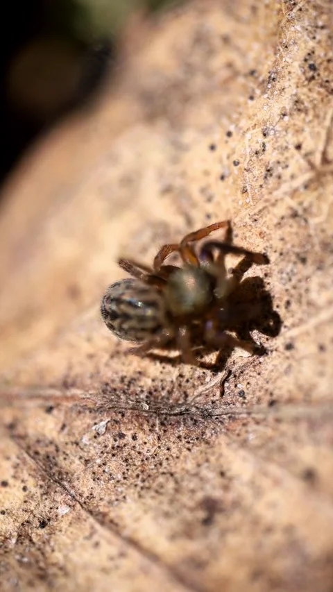 Macro Jumping Spider Turning Head And Jumping Off Dry Leaf Stock Footage 341803798