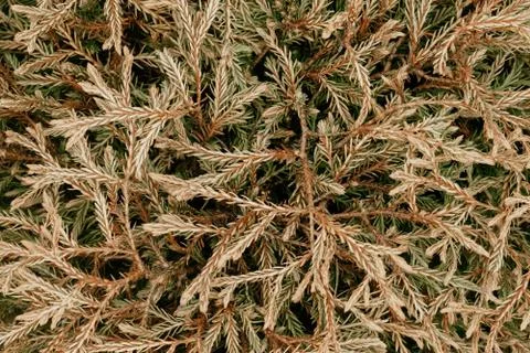 Macro juniper texture green yellow bush as background Stock Photos