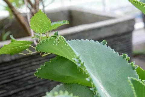 Macro kalanchoe leaf showing small edge plantlets Stock Photos