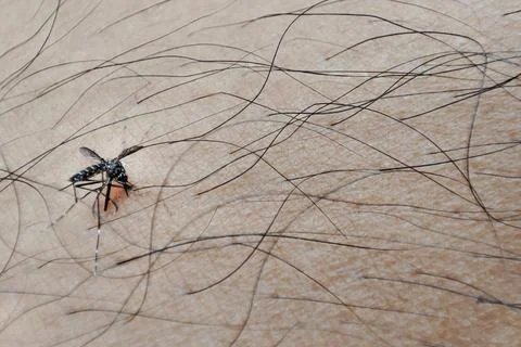 Macro of killed mosquito on hand. Stock Photos