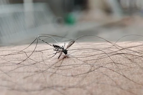 Macro of killed mosquito on hand. Stock Photos