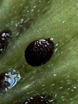 Macro Kiwi Fruit Slice Close Up Seeds Texture Fresh Green Tropical Food Backgrou Stock Photos