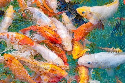 Macro koi fish carps in water Stock Photos