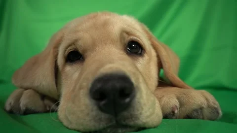 Macro of Labrador Puppy sleeping Stock Footage 145934989