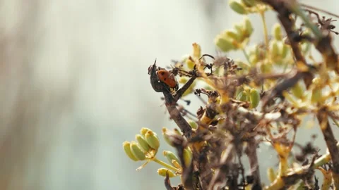 Macro of a ladybug on anise plant fall Stock Footage 255620886