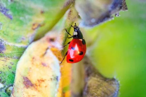 Macro of ladybug on a blade of grass Stock Photos