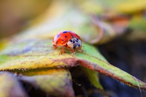Macro of ladybug on a blade of grass Stock Photos