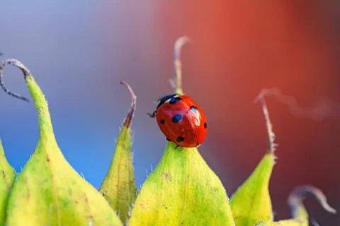 Macro of ladybug on a blade of grass Stock Photos