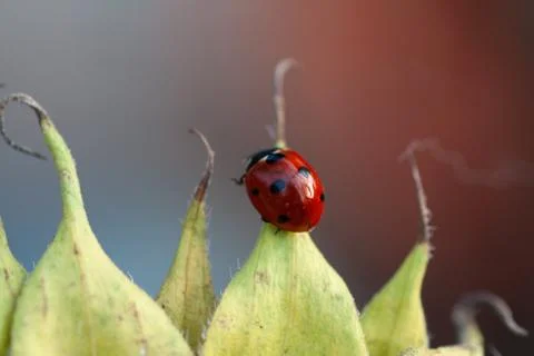 Macro of ladybug on a blade of grass Foto stock