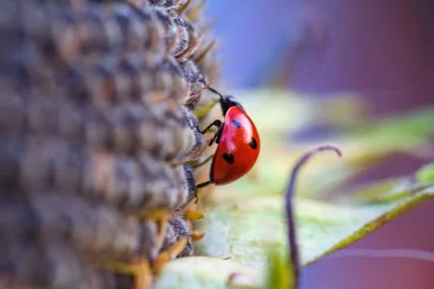 Macro of ladybug on a blade of grass Stock Photos