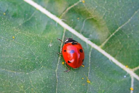 Macro of ladybug on a blade of grass Stock Photos