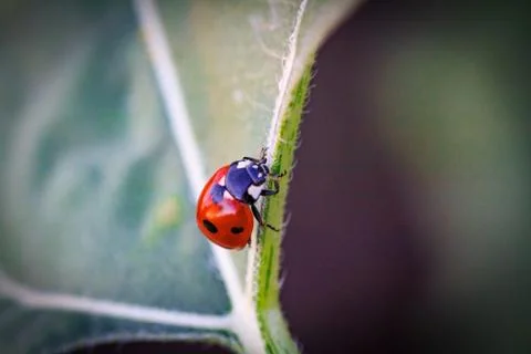 Macro of ladybug on a blade of grass Stock Photos