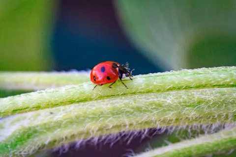 Macro of ladybug on a blade of grass Stock Photos