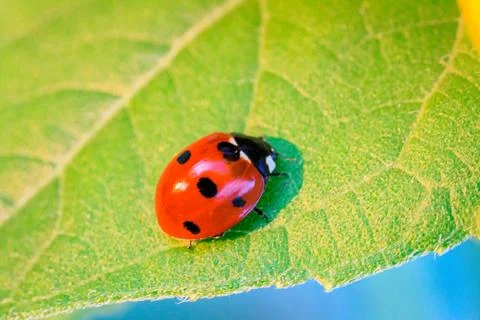 Macro of ladybug on a blade of grass Foto stock