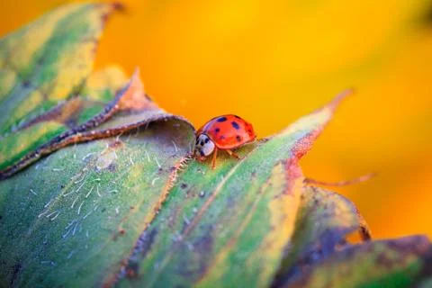 Macro of ladybug on a blade of grass Stock Photos