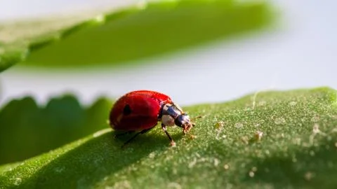 Macro of ladybug on a blade of grass Stock Photos