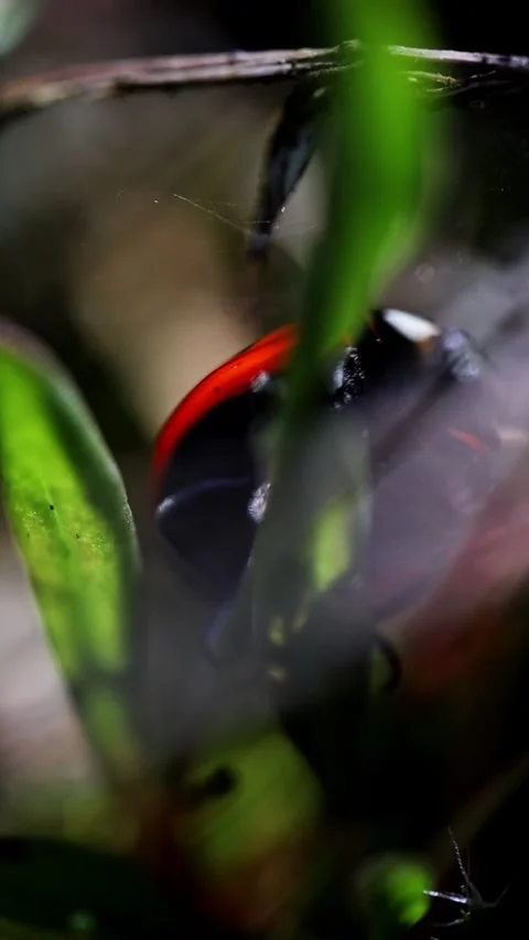 Macro of Ladybug Crawling on Green Grass Blades Video stock 341804010