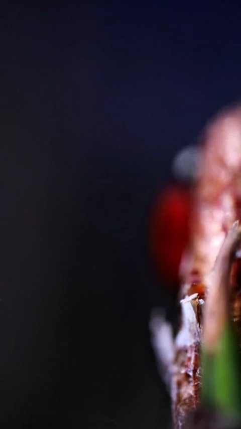 Macro of Ladybug Crawling On Pine Tree Trunk And Flying Aweay Video stock 341803884