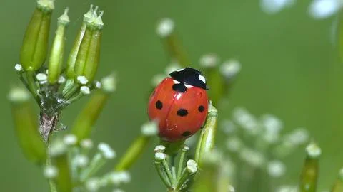 Macro - Ladybug in a field Stock Photos