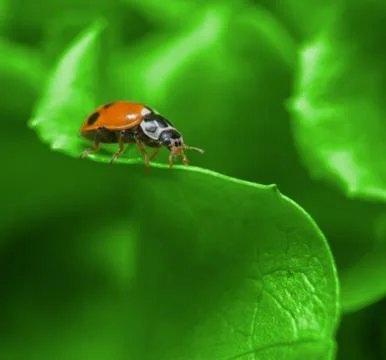 Macro of ladybug on the fresh green leaf Stock Photos