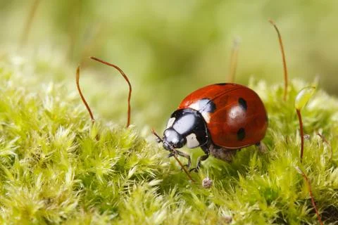 Macro ladybug on grass in spring. outdoors Стоковые фото