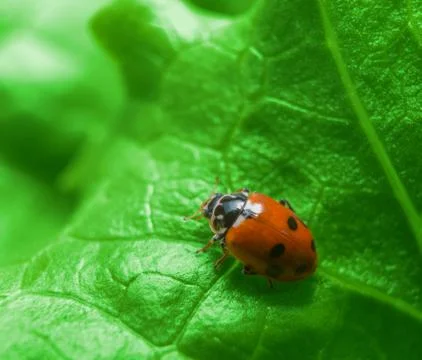 Macro of ladybug on the green salad leaf Stock Photos